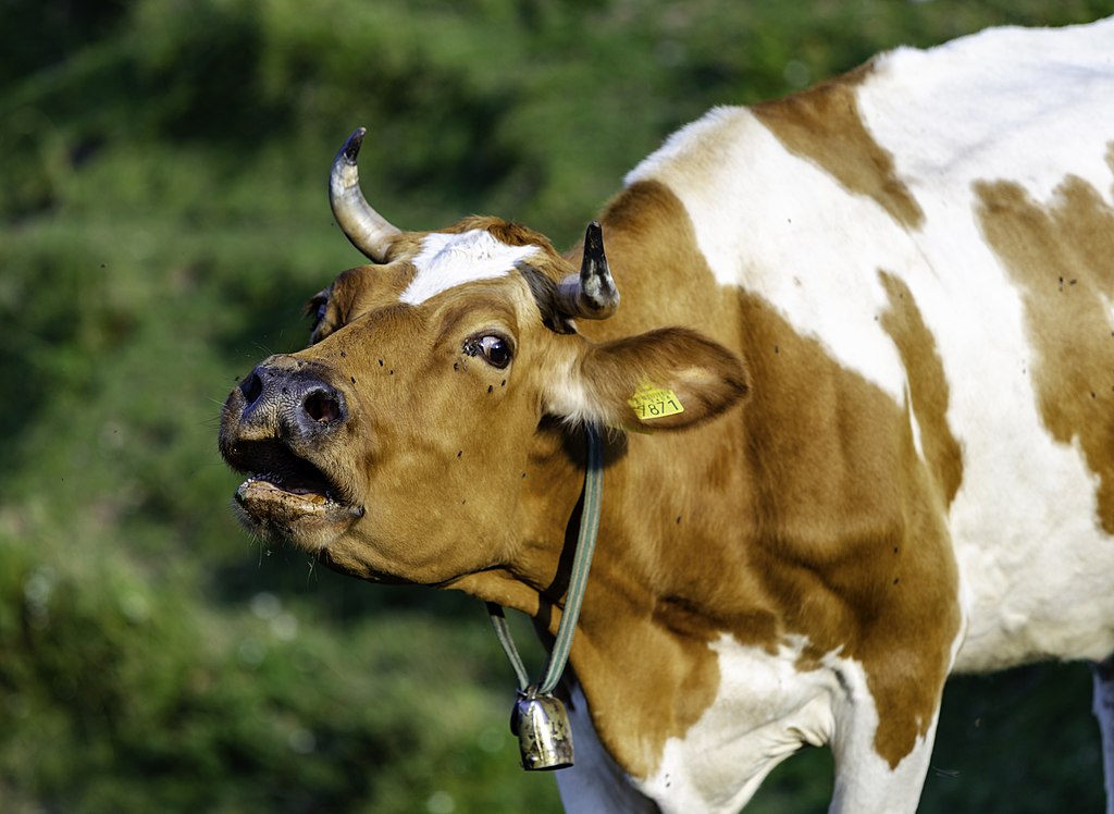 Peut « meuh » faire