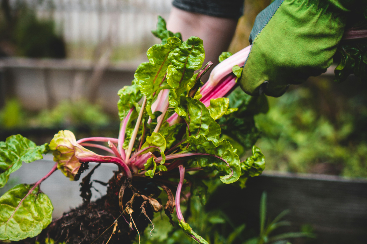 Contre vents et maraîchers