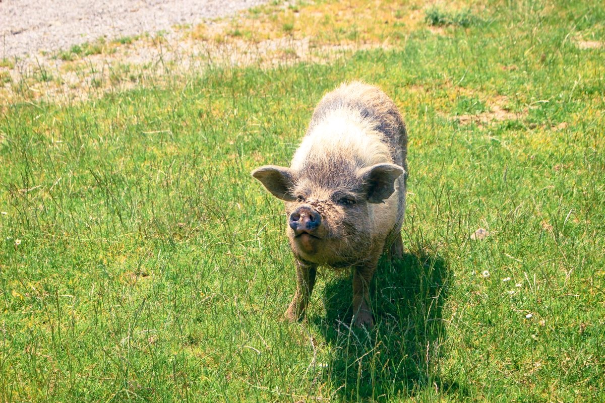 Arriver à bons porcs