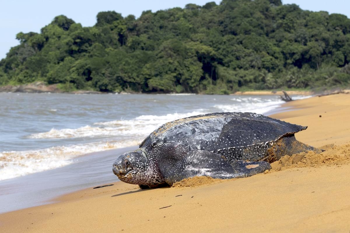 C&rsquo;est la luth finale