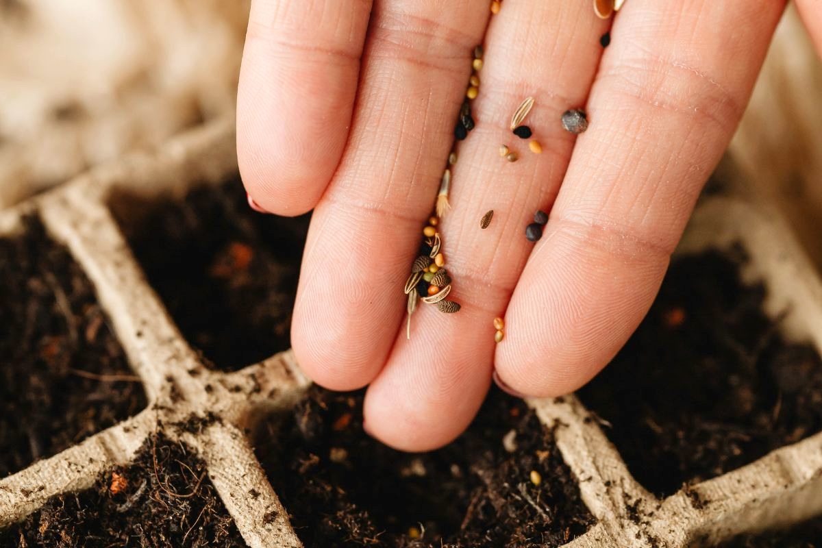 Qu’est-ce qu’ils sèment !