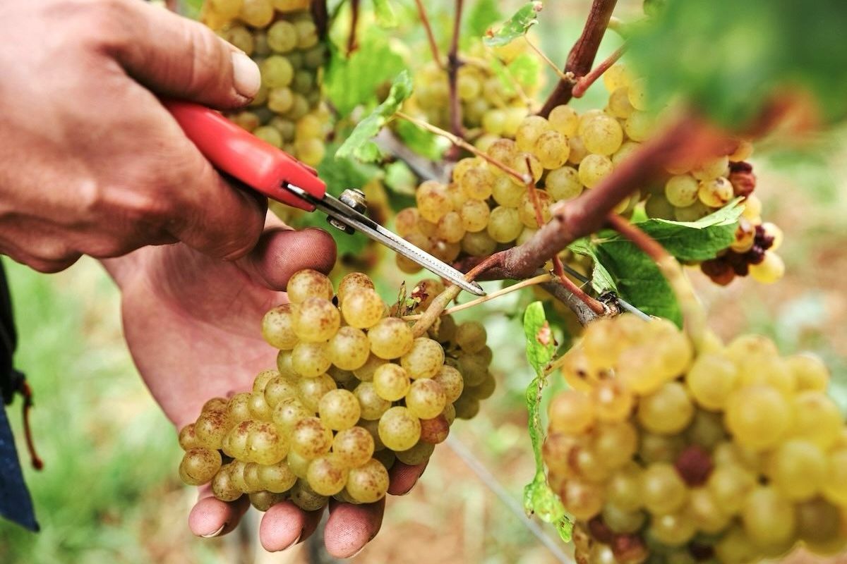 Lire entre les vignes