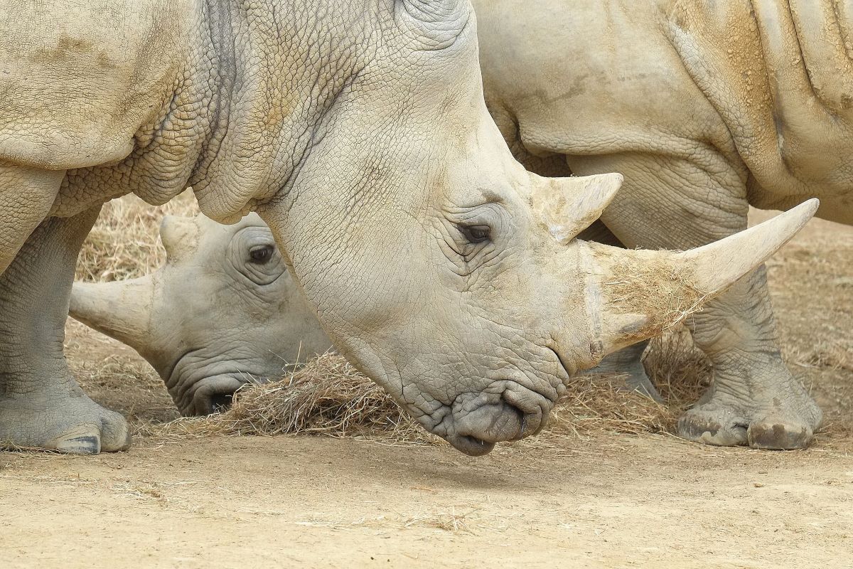 Édition spéciale : 2024 bonnes nouvelles (ou presque) de 2024