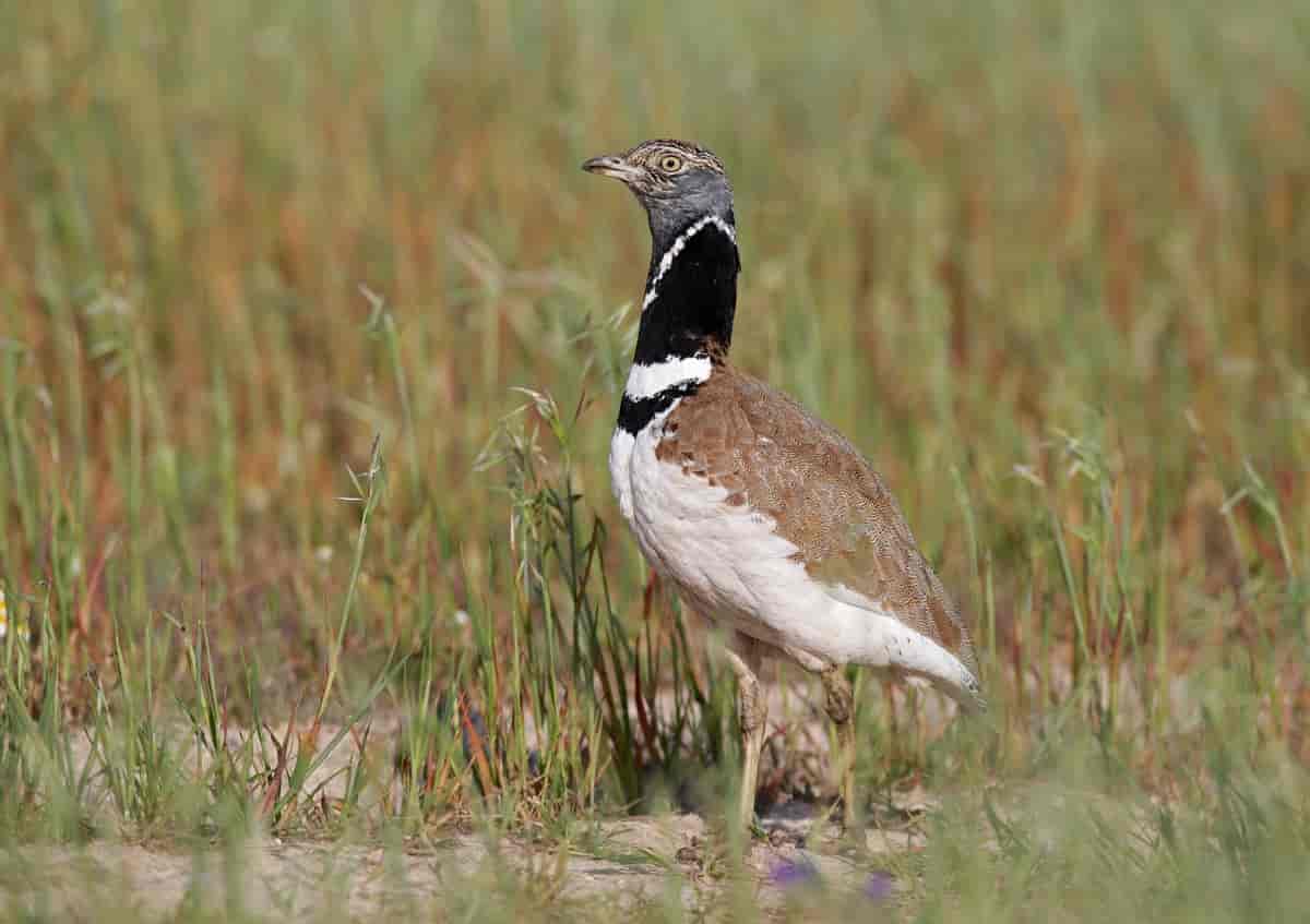 L&rsquo;outarde leur monte au nez