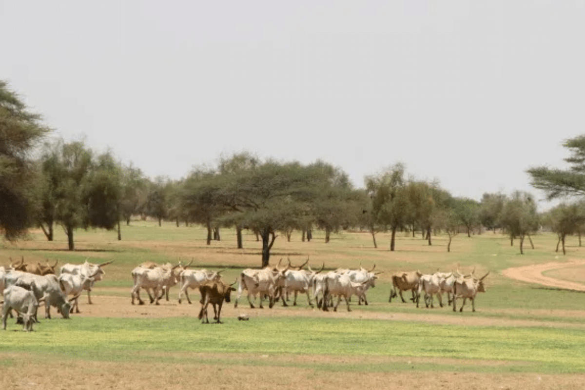 Muraille et fines herbes