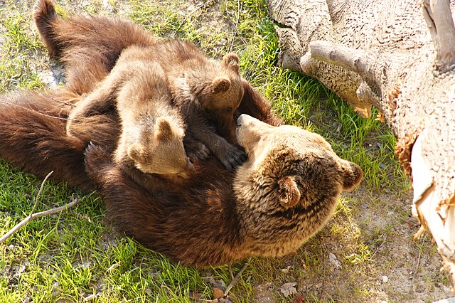Aïe, des ours !