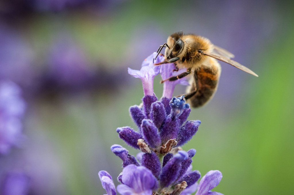 Le fiel et les abeilles