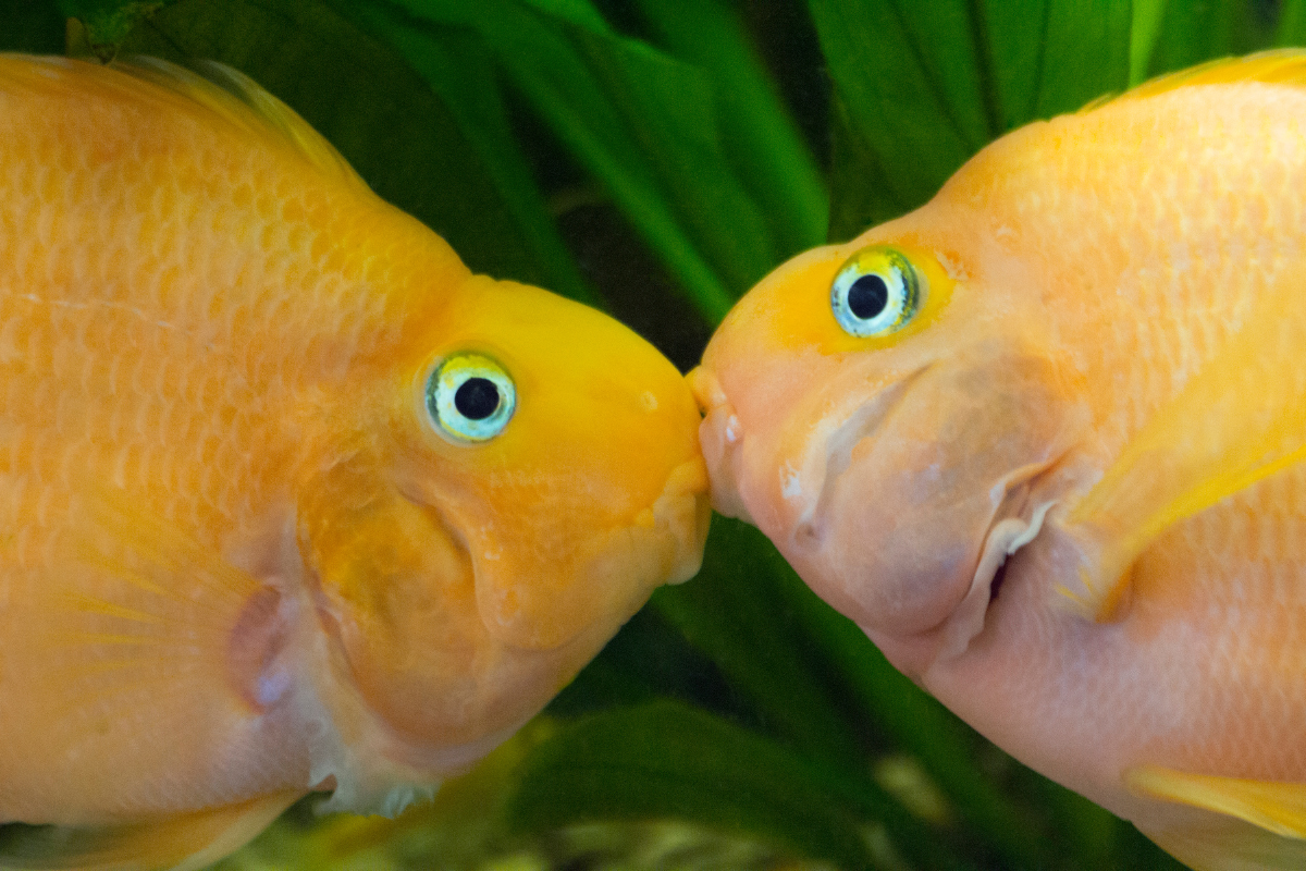 On se fait l’abysse ?