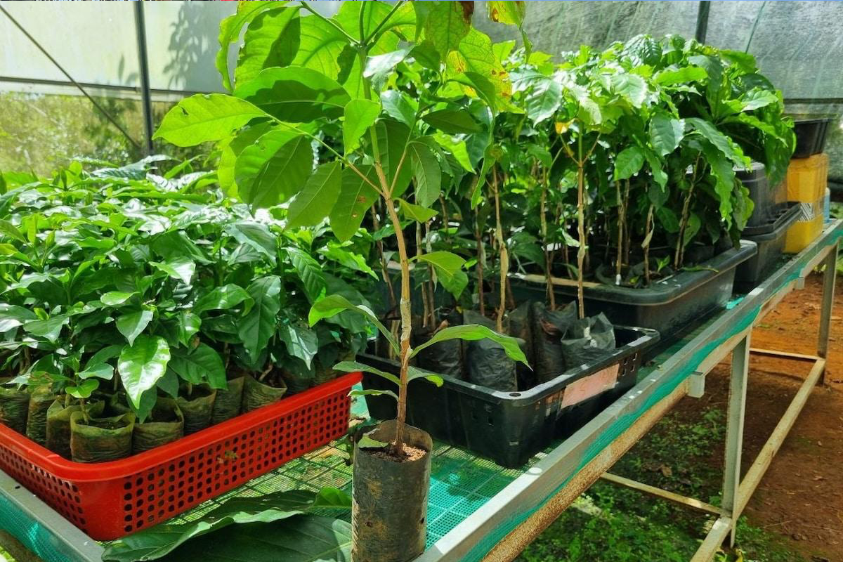 T&rsquo;es où café ?