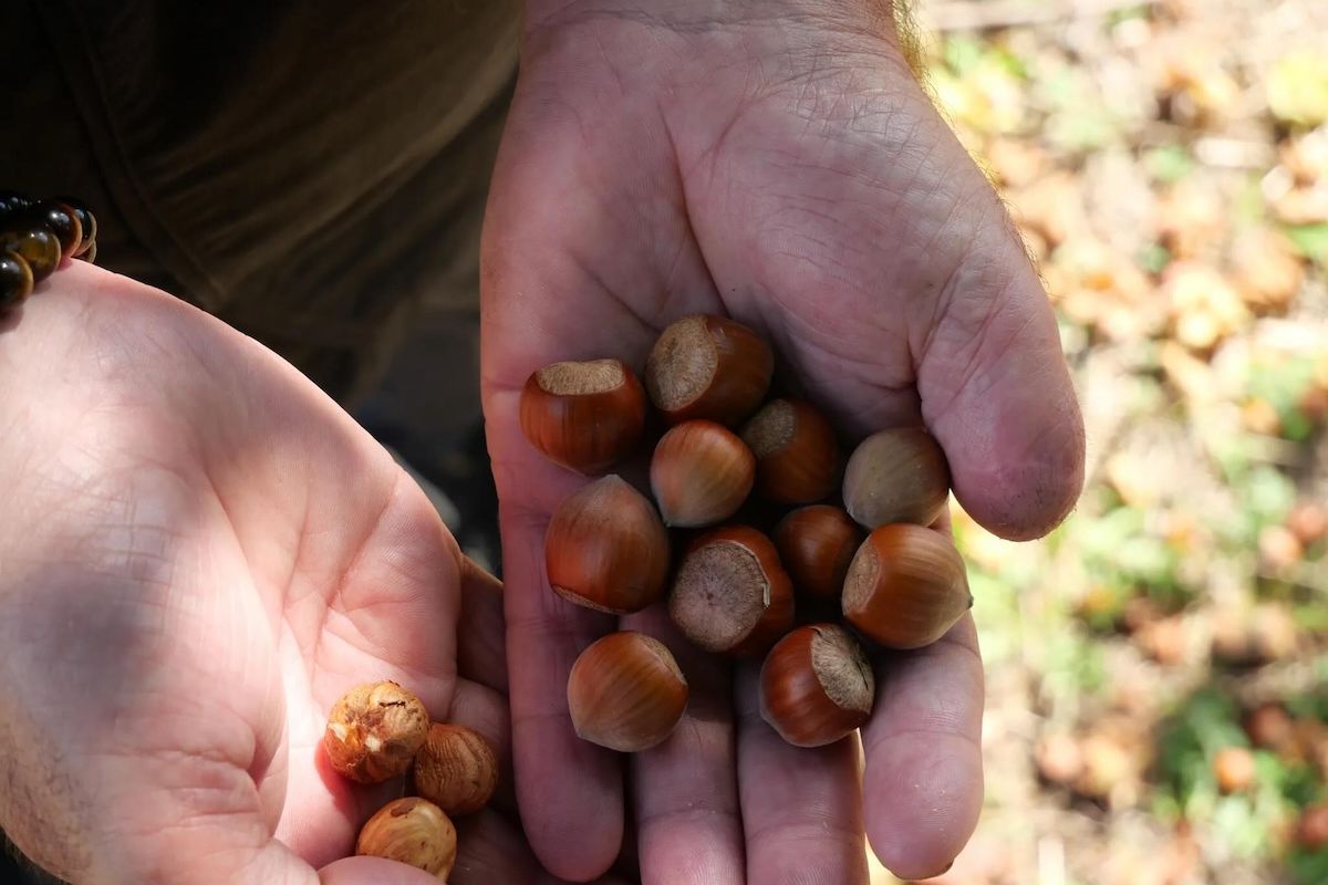 Décarcasse noisettes