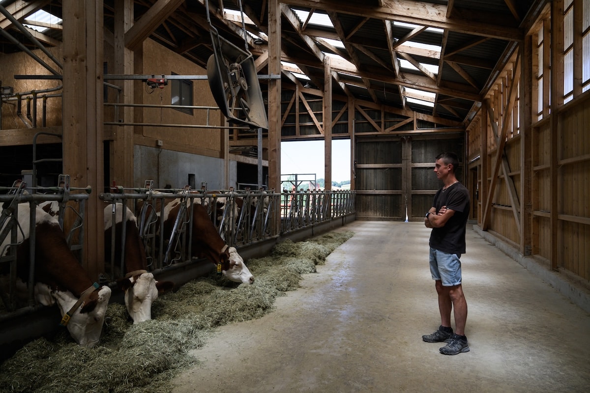 La crise de la vache affole