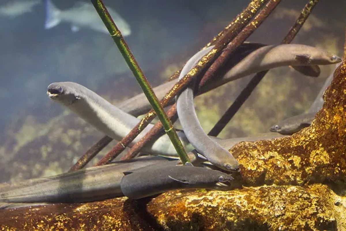 Anguille sous cloche