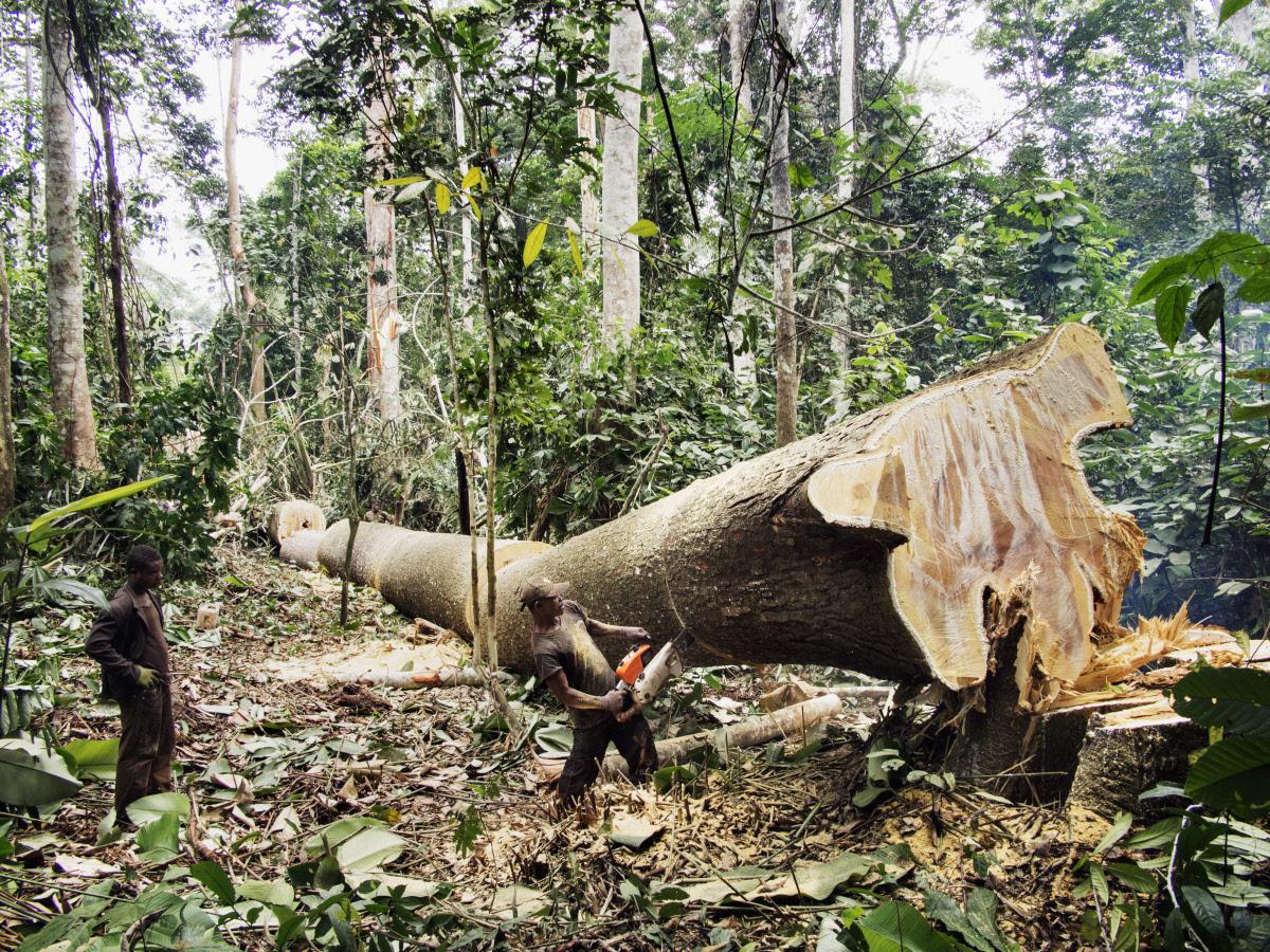 Calculez votre empreinte forêt pour adapter vos habitudes et limiter la déforestation