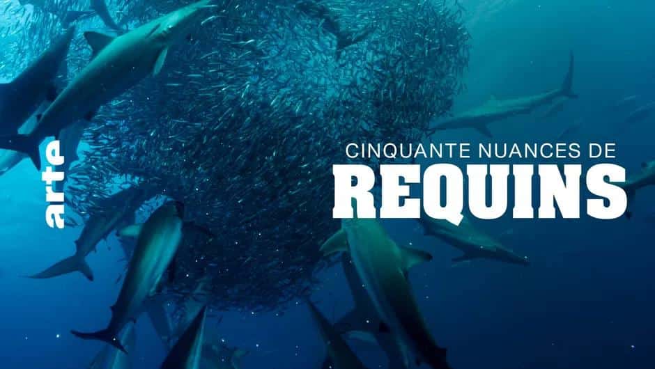 Plongée dans l’univers méconnu des requins