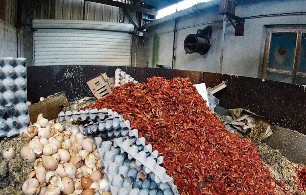 Des poussins broyés puis jetés dans une benne à ordures © L214