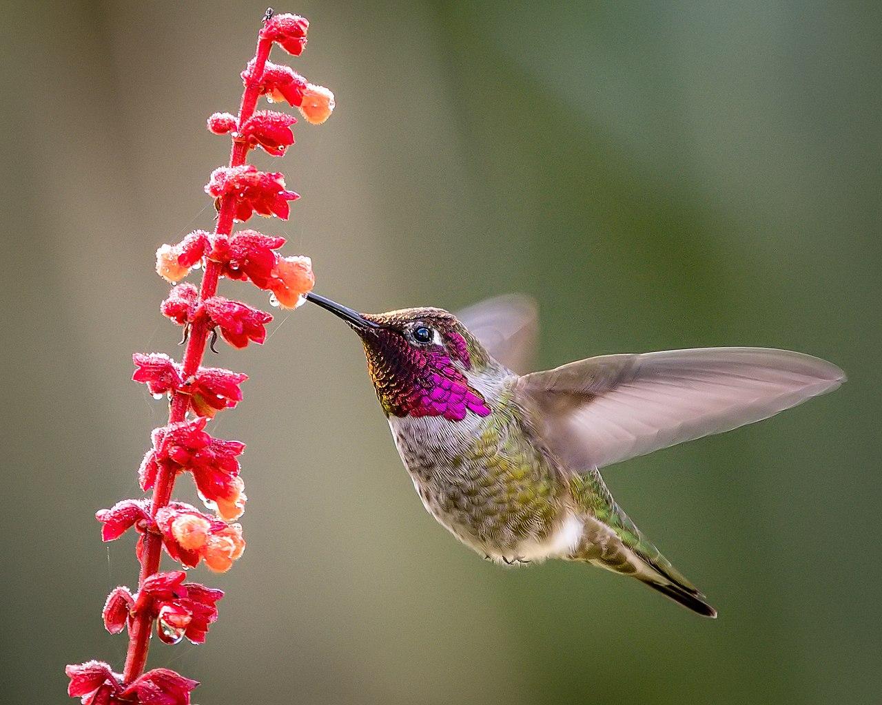 Au Canada, un colibri retarde un gigantesque projet de pipeline