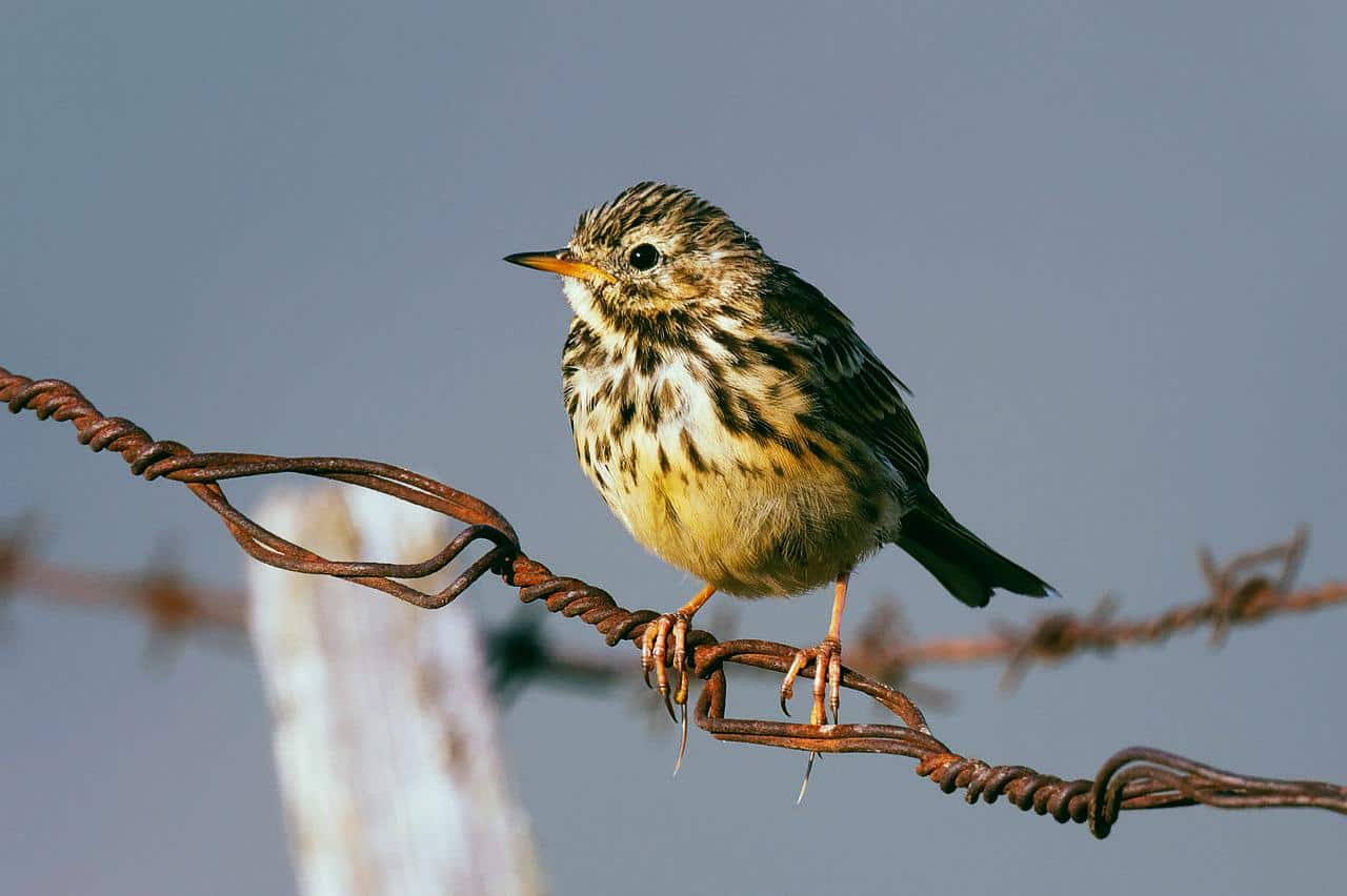 Le pipit farlouse, taclé des champs