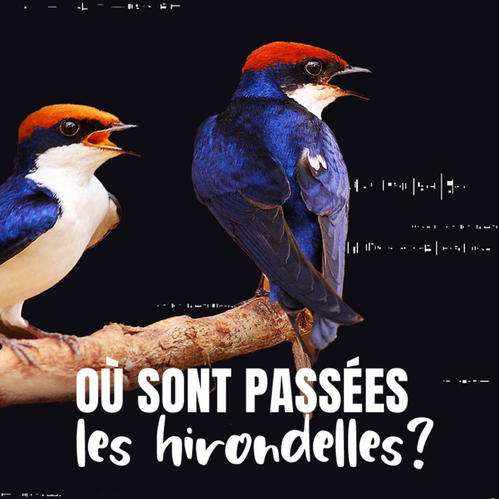Où sont passées les hirondelles ?