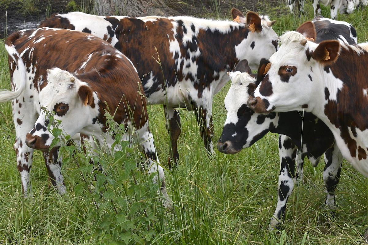Avec son nouveau plan, le gouvernement à la rescousse de la filière bovine française