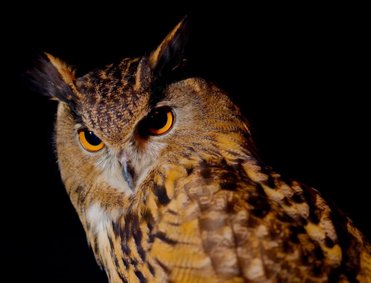 Les chouettes et hiboux, ces «oiseaux de mauvais augure» qui reprennent du poil de la bête