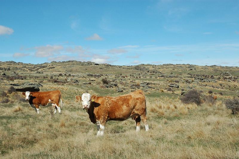 La Nouvelle-Zélande veut taxer les rots de ses vaches