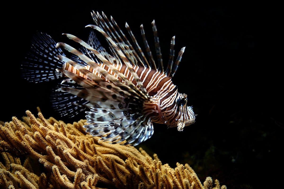 Espèces marines menacées, événements météo extrêmes et pertes pour la pêche : les terribles effets d’une Méditerranée à plus de 30°C