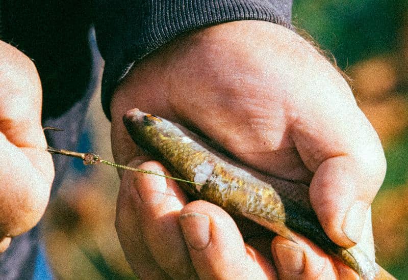Cessons d&rsquo;utiliser des poissons vivants comme appâts