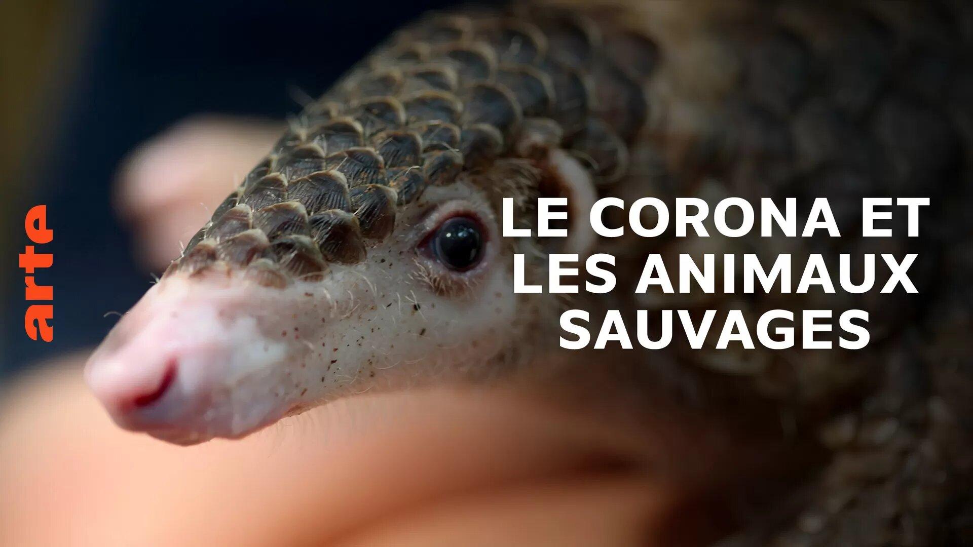 ▶ Le corona et le pangolin