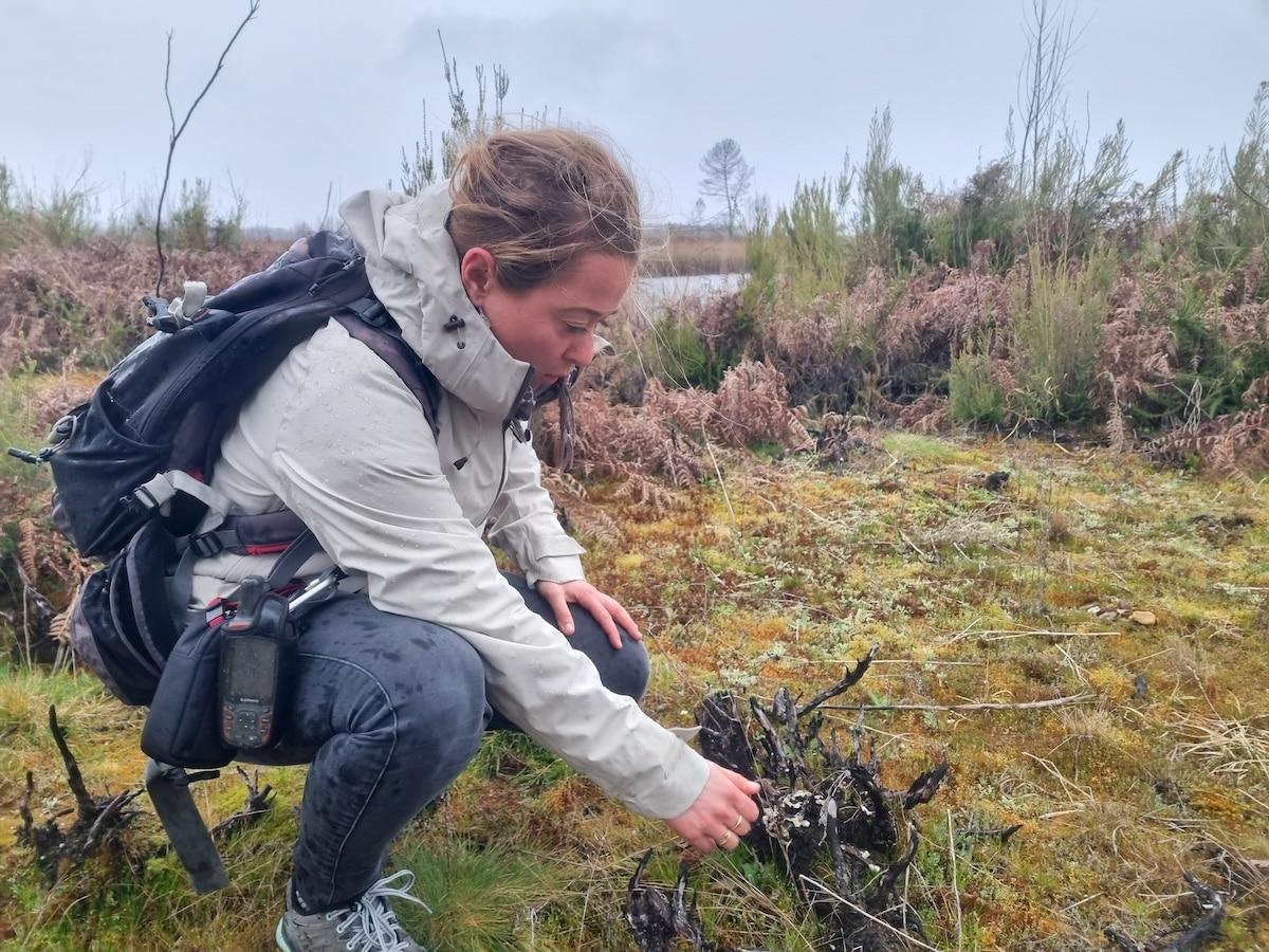 En Gironde, sur les terres ravagées par les incendies géants de 2022, une réserve biologique pour étudier la renaissance de la nature