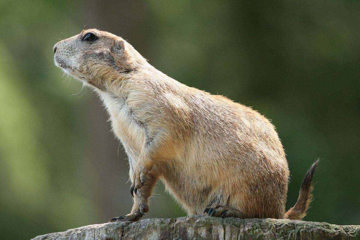 La baisse de la diversité génétique est «la crise de biodiversité la plus globale à laquelle la planète est confrontée»