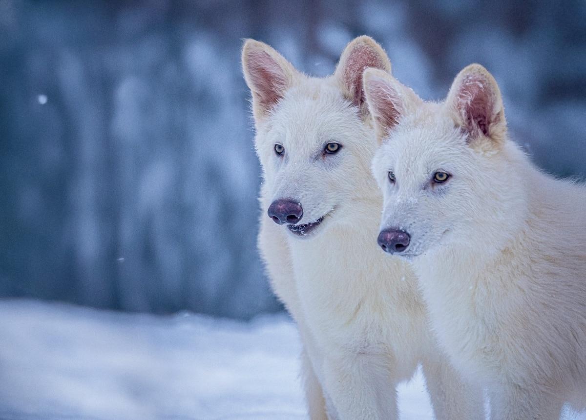 Les loups sinistres de Game of Thrones «ressuscités» ? Pourquoi c’est problématique… et pas complètement vrai