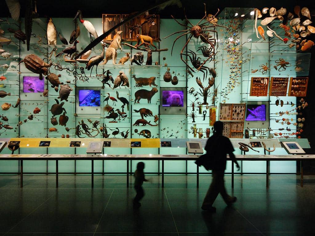 COP15 sur la biodiversité : six mois pour négocier la sauvegarde du vivant