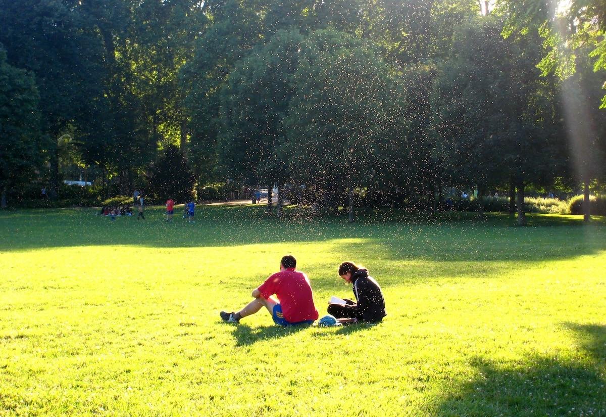 Les moucherons reviennent en masse avec les fortes chaleurs : tout ce qu’il faut savoir sur ces petits insectes