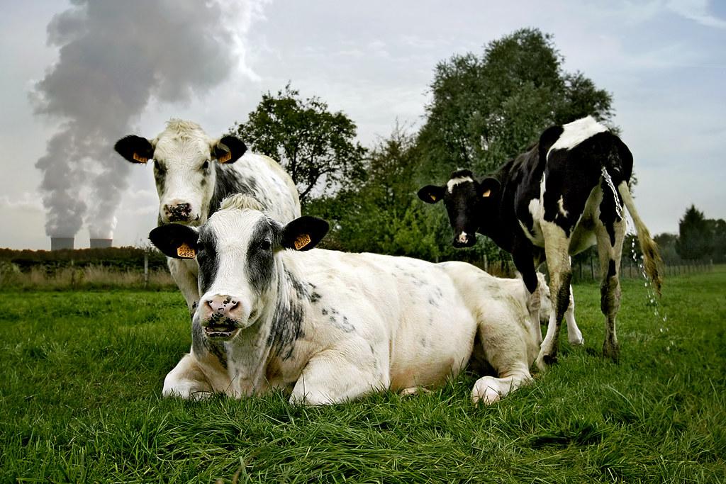 En Europe, l&rsquo;industrie de la viande est toujours plus néfaste pour le climat