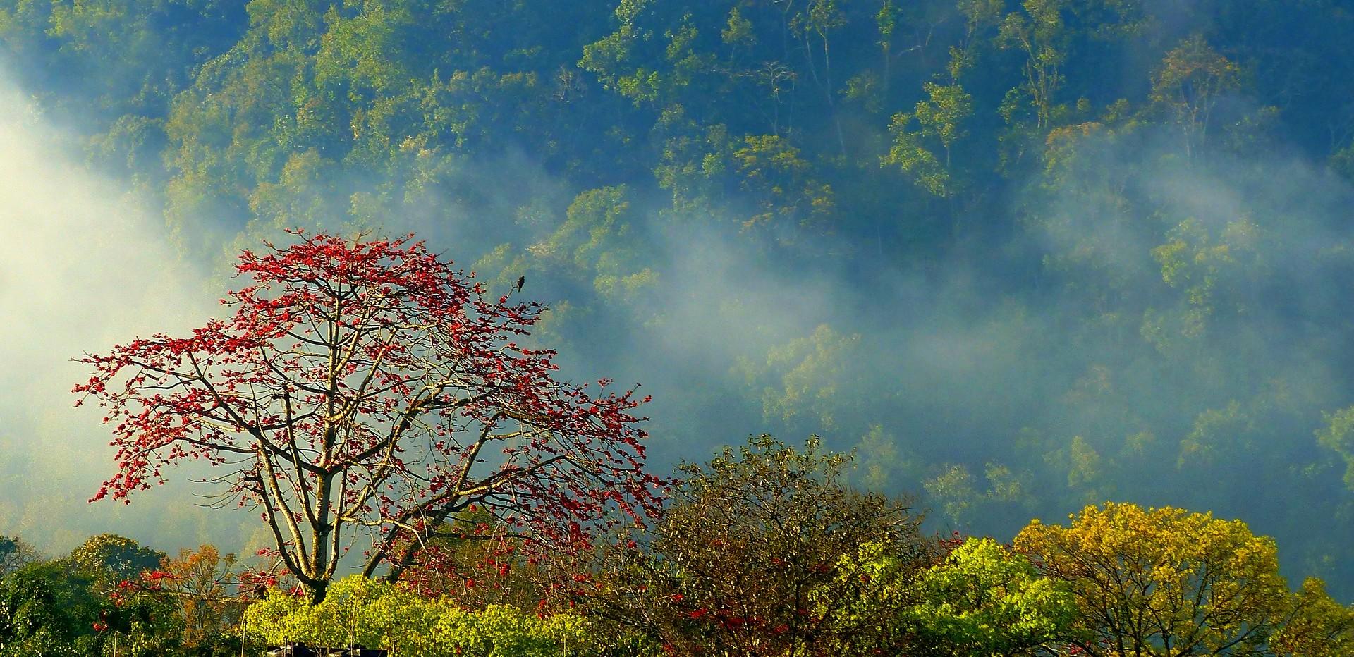 Moins de plastique et de pesticides, plus d’aires protégées et d’argent pour le vivant : qu’attendre de la COP15 sur la biodiversité ?