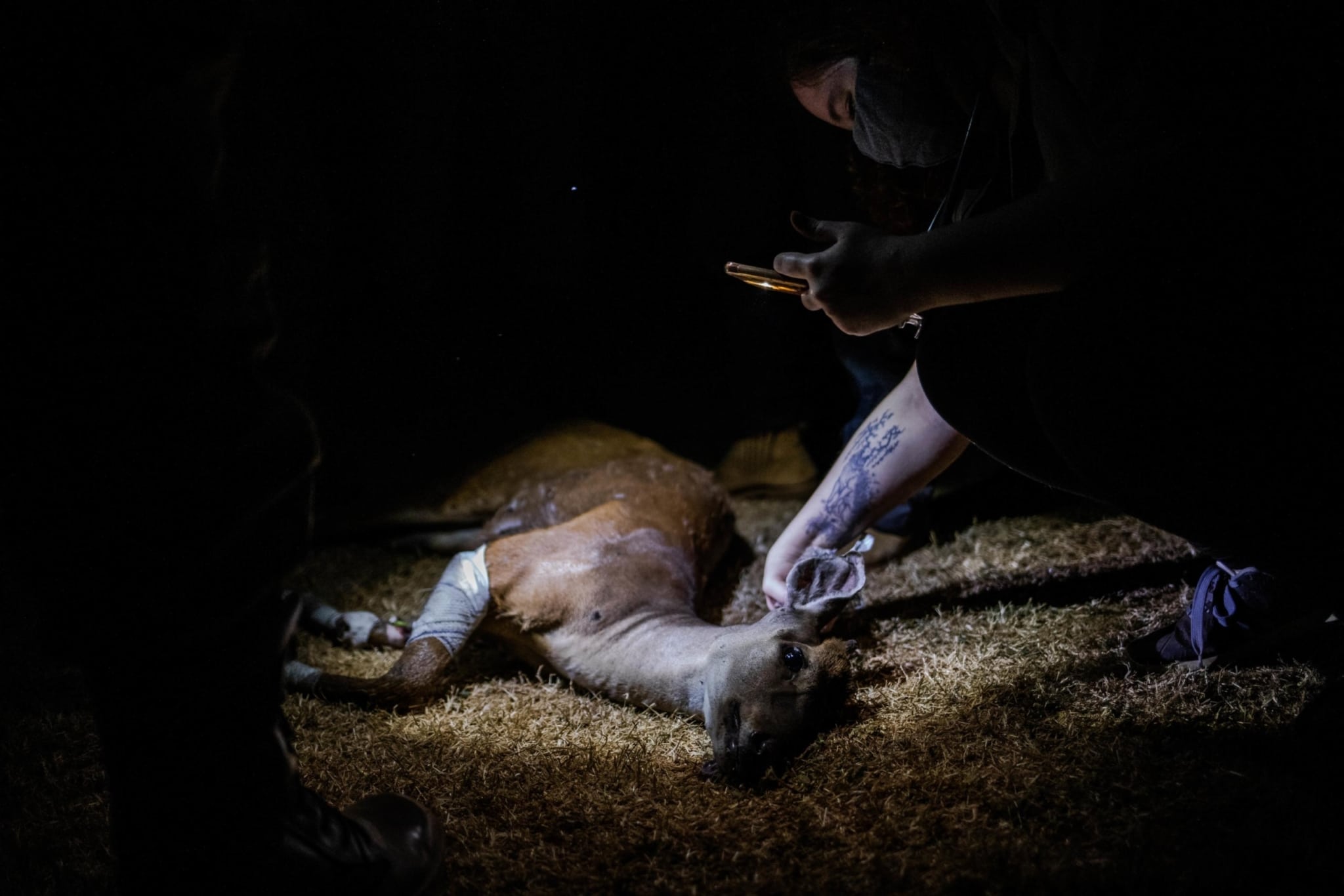 Que faire si vous trouvez un animal blessé dans votre jardin ou en promenade ?