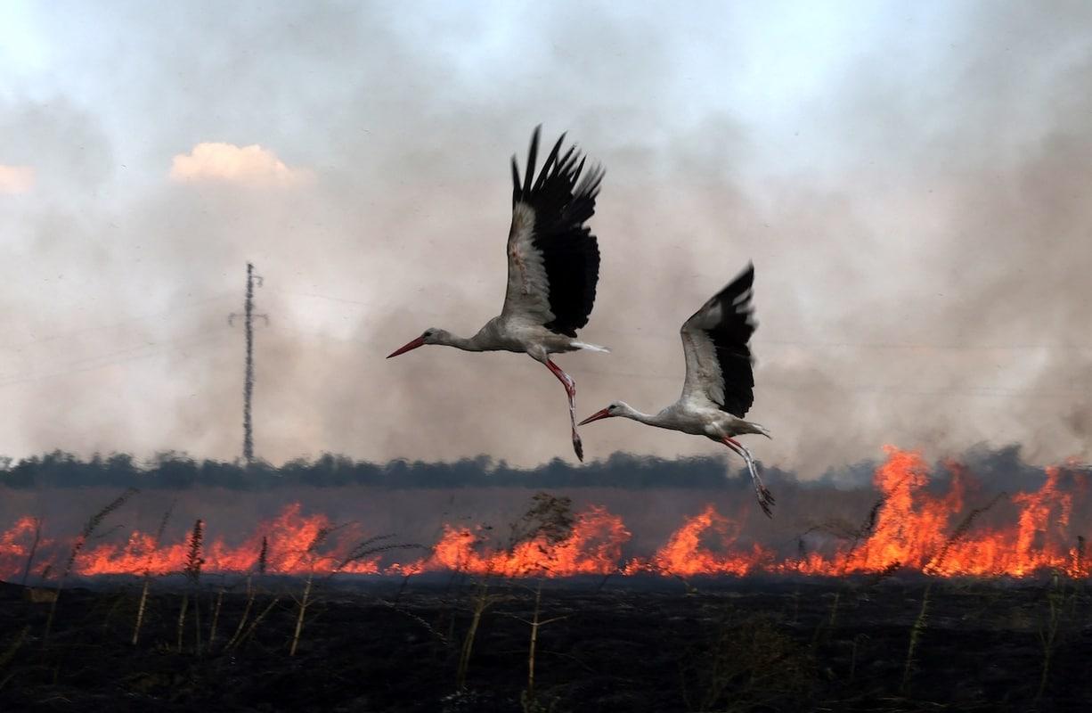 Conflits en Ukraine et au Proche-Orient : «Le lien entre guerre et environnement est devenu un enjeu à part entière»