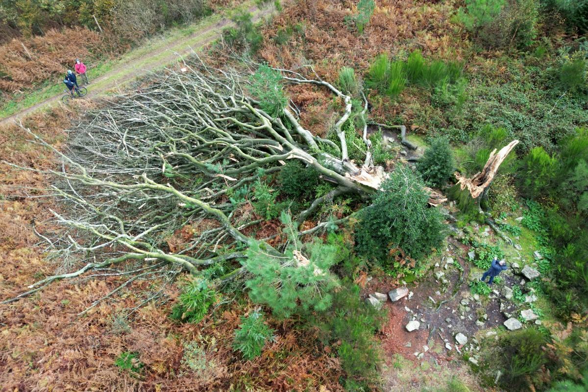 Après le passage des tempêtes Ciaran et Domingos, un lourd bilan humain, matériel et écologique