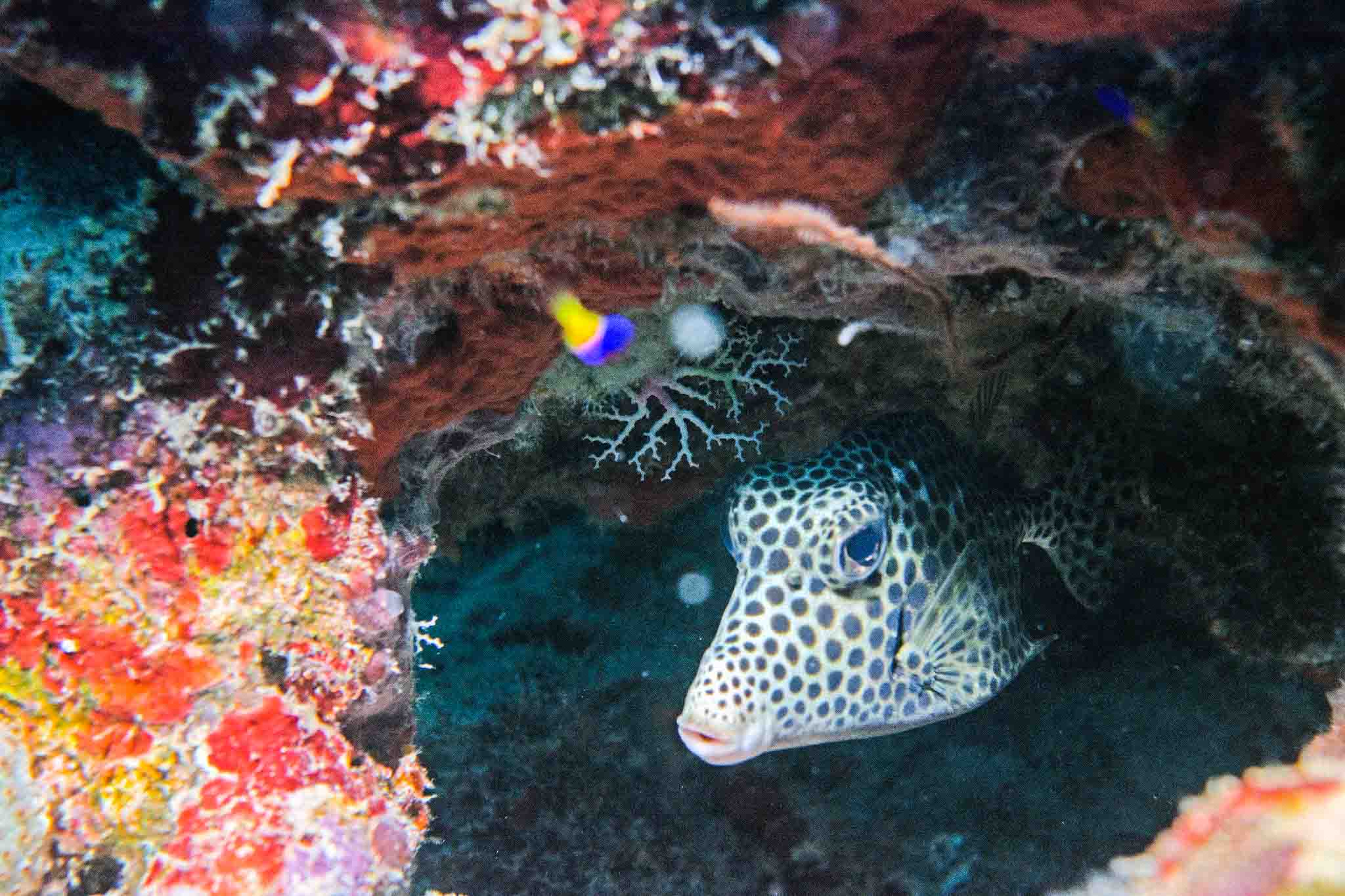 Après quinze ans de discussions, l’ONU protège enfin la haute mer