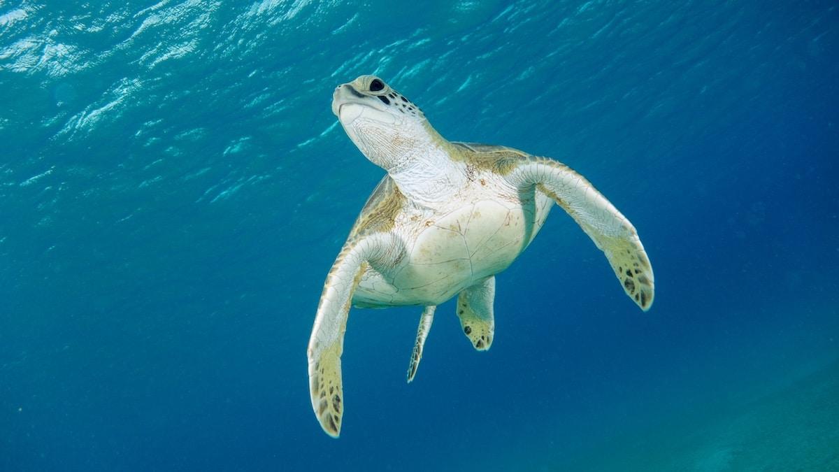 «Elles sont notre lueur d&rsquo;espoir» : partout dans le monde, les populations de tortues vertes reprennent des couleurs