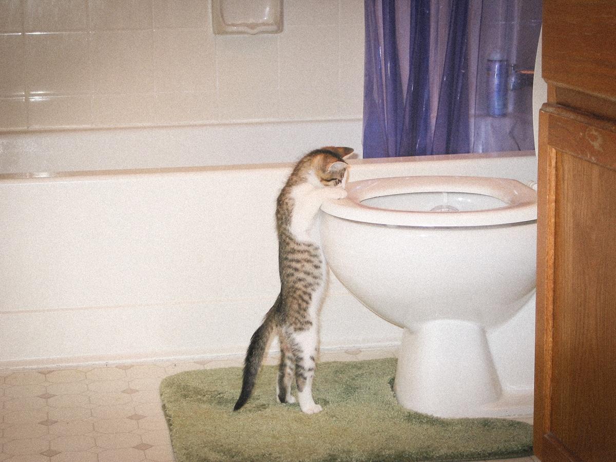 Pourquoi y a-t-il encore de l’eau potable dans nos toilettes ?