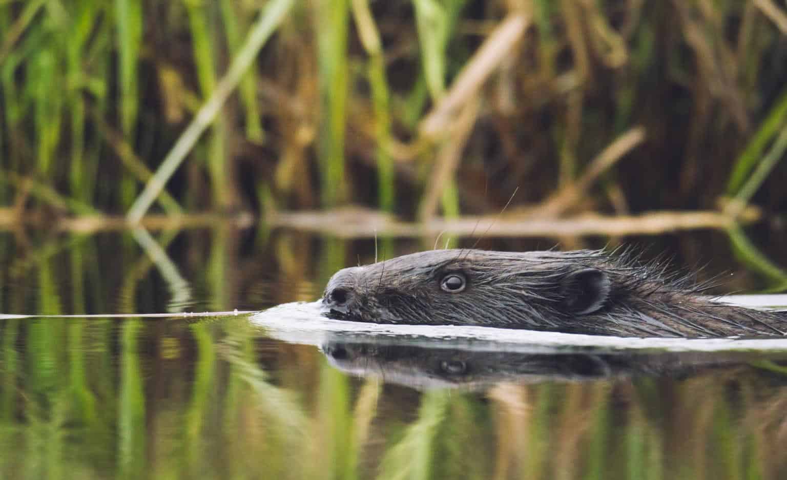 Ingénieur précieux de nos écosystèmes, le castor est de retour