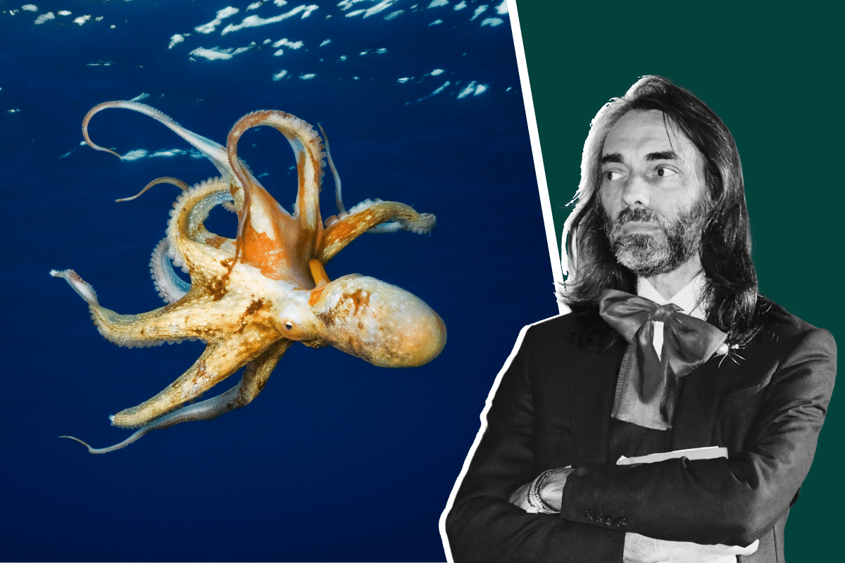 Cédric Villani et les poulpes, ces «individus farceurs» qui chevauchent les requins