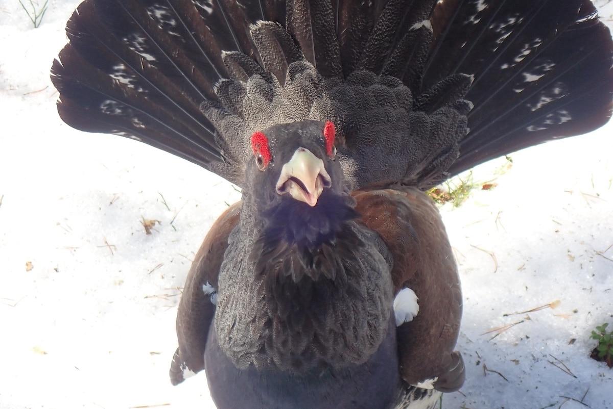 Sauvetage du grand tétras dans les Vosges : la justice autorise la poursuite du projet