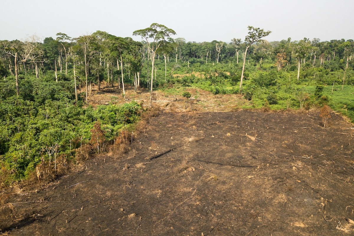 18 terrains de football par minute : la destruction des forêts primaires à un niveau record en 2024