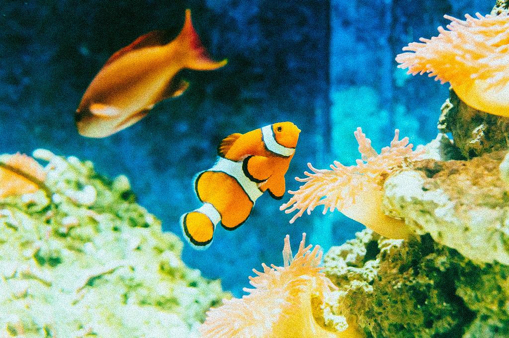 Pour survivre au réchauffement, les poissons fuient les eaux équatoriales