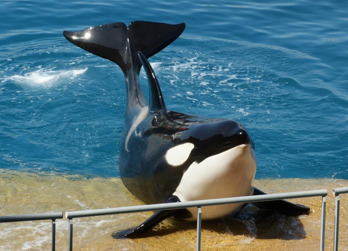 L’avenir des orques et dauphins du Marineland d’Antibes en suspens, Sea Shepherd France contre leur transfert en Espagne