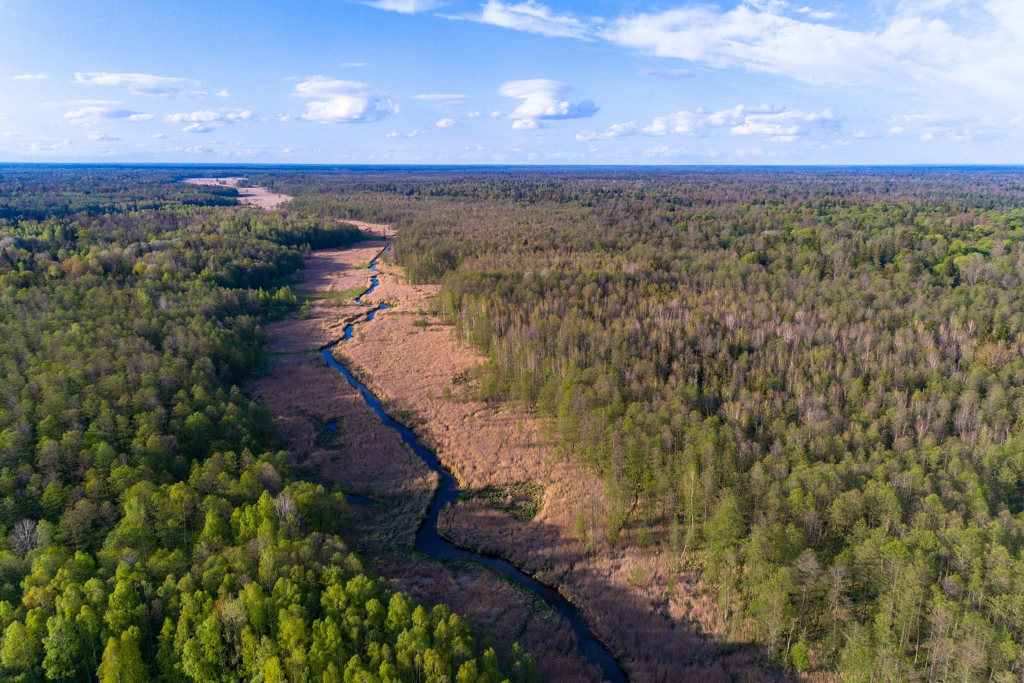 En Pologne, la protection d’une forêt primaire pourrait avoir raison du projet de mur anti-migrants