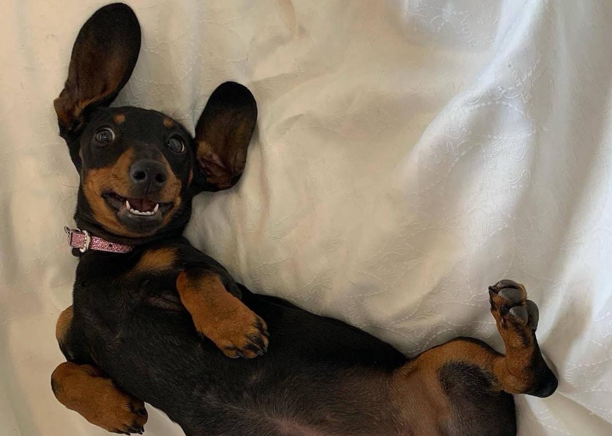 Un teckel porté disparu depuis 16 mois, retrouvé vivant sur une île australienne