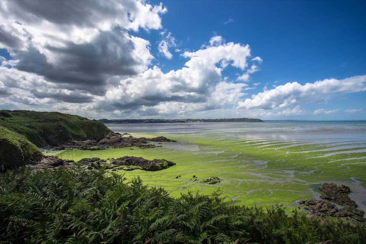 C’est une première : l’État condamné à indemniser les proches d’un joggeur mort dans une zone polluée aux algues vertes